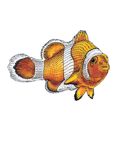 The Clownfish on White ، 2022 بواسطة مايك ديفيس