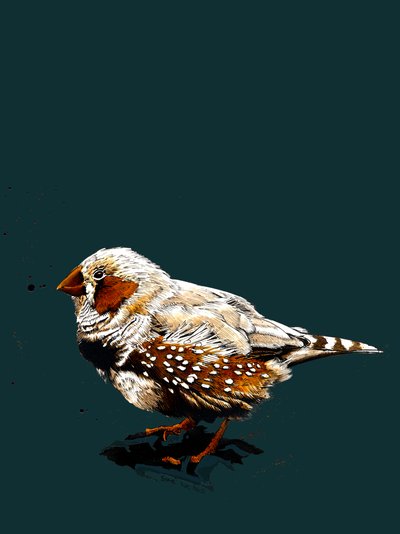 Zebrafinch على ديب سماوي، 2020 بواسطة مايك ديفيس
