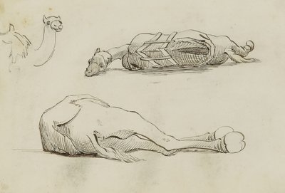 (دراسات الإبل) بواسطة عامل منجم كيلبورن كيلوج