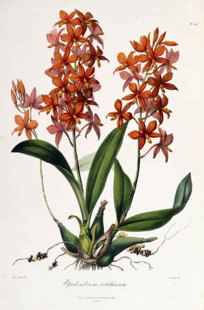 صفار بيض كاتليا c.1837-41 بواسطة ملكة جمال دريك