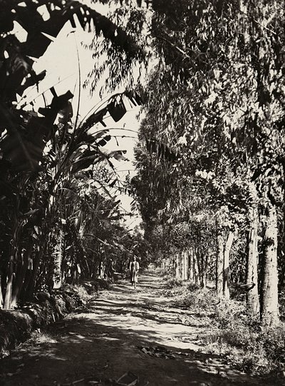 "بناء إمبراطورية" في العصر الفاشي: بستان فاكهة في شيرين ، 09/05/1936 (صورة بالأبيض والأسود) بواسطة موديستينو بالدينيتي