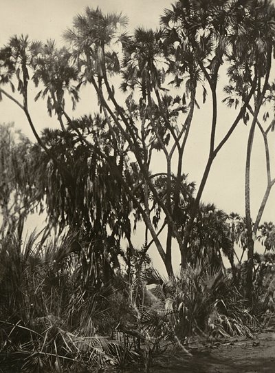 "بناء إمبراطورية" في العصر الفاشي: بستان من نخيل دوم ، 09/05/1936 (b / w photo) بواسطة موديستينو بالدينيتي