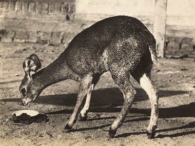"بناء إمبراطورية" في العصر الفاشي: الظبي ، 09/05/1936 (b / w photo) بواسطة موديستينو بالدينيتي