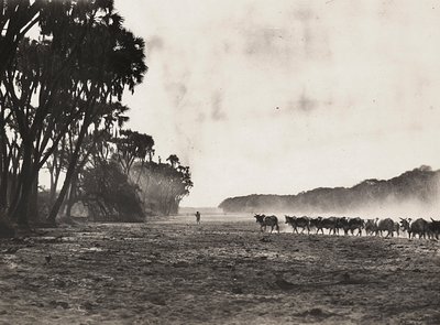 "بناء إمبراطورية" في العصر الفاشي: قطيع الماشية باتجاه نهر جاسك ، 09/05/1936 (b / w photo) بواسطة موديستينو بالدينيتي