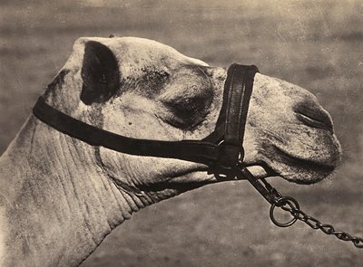 "بناء إمبراطورية" في العصر الفاشي: رأس جمل "بيسكياري" ، 09/05/1936 (b / w photo) بواسطة موديستينو بالدينيتي