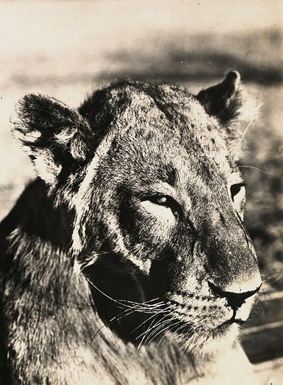 "بناء إمبراطورية" في العصر الفاشي: رأس أسد ، 09/05/1936 (b / w photo) بواسطة موديستينو بالدينيتي