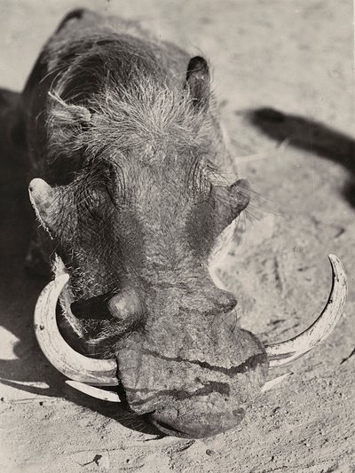 "بناء إمبراطورية" في العصر الفاشي: رأس خنزير بري ، 09/05/1936 (b / w photo) بواسطة موديستينو بالدينيتي
