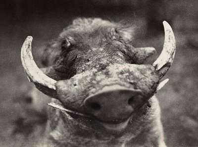 "بناء إمبراطورية" في العصر الفاشي: رأس خنزير بري ، 09/05/1936 (b / w photo) بواسطة موديستينو بالدينيتي