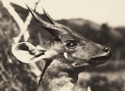 "بناء إمبراطورية" في العصر الفاشي: رأس الظبي ، 09/05/1936 (b / w photo) بواسطة موديستينو بالدينيتي