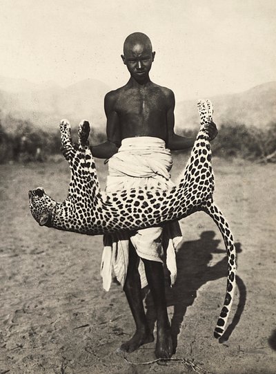 "بناء إمبراطورية" في العصر الفاشي: عرض نمر أصلي ، 09/05/1936 (صورة بالأبيض والأسود) بواسطة موديستينو بالدينيتي