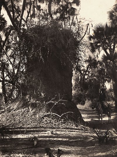 "بناء إمبراطورية" في العصر الفاشي: مستعمرة النمل الأبيض ، 09/05/1936 (b / w photo) بواسطة موديستينو بالدينيتي
