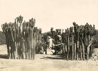 "بناء إمبراطورية" في العصر الفاشي: حسنًا في Nacfa ، 09/05/1936 (b / w photo) بواسطة موديستينو بالدينيتي
