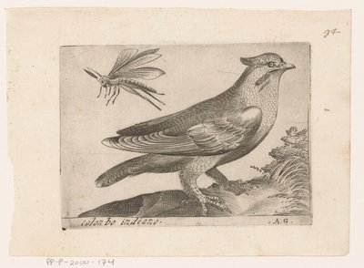 بيستفوجيل (بومبييلا جارولوس) كولونبو إنديانو (العنوان على الكائن) Vogels (عنوان المسلسل) بواسطة مونوجراميست AG