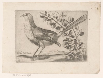 فوجل كودازينزولا (العنوان على الكائن) Vogels (عنوان المسلسل) بواسطة جاك دي فورنازيريس