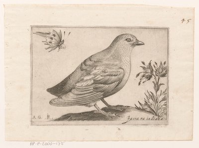 فوجل باسرا إنديانا (العنوان على الكائن) Vogels (عنوان المسلسل) بواسطة جاك دي فورنازيريس
