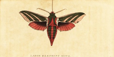 عثة صقر الفيل ، Deilephila elpenor. ، 1800 (نقش) بواسطة موسى هاريس