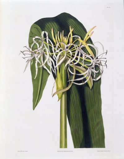 Crinum Declinatum ، اللوحة 43 من "A Selection of Hexandrian Plants" ، تم نشرها R. Havell ، لندن ، 1831-1834 (النقش اليدوي) بواسطة Mrs Edward Bury