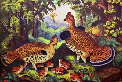 الأسرة السعيدة ، طوف الطيهوج والشباب بواسطة N. and Ives، JM Currier