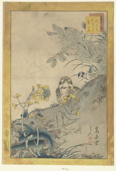 الشباب القلاع والبازلاء المزهرة وبذور اللفت Tsugumi Endo nanohana (العنوان على الكائن) ثمانية وأربعون اسكتشات Ikiutsu yojuhachiban (عنوان المسلسل على الكائن) بواسطة ناكاياما سوجاكودو