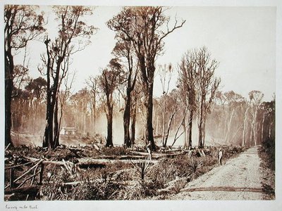 Seventy-Mile Bush (صورة بني داكن) بواسطة مصور نيوزيلندي