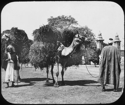 جمل يحمل علفا مصر c1890. بواسطة نيوتن وشركاه