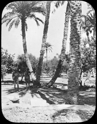 جنرال جوردونز جاردن ، الخرطوم ، السودان ، c1890 بواسطة نيوتن وشركاه