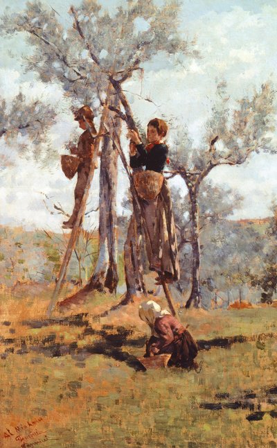 حصاد الزيتون حوالي 1892 (زيت على قماش) بواسطة Nicocolo Cannicci