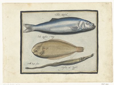 الرنجة والسمك الوحيد والأنابيب Libelivs varia Genera piscium complectens (عنوان السلسلة) أسماك المياه العذبة والأسماك البحرية والضفادع والقشريات والمخلوقات البحرية (عنوان السلسلة) بواسطة نيكولايس دي بروين