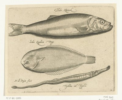 الرنجة والوحيد والأنابيب Libelivs varia Genera piscium complectens (عنوان السلسلة) أسماك المياه العذبة والأسماك البحرية والضفادع والقشريات والمخلوقات البحرية (عنوان السلسلة) بواسطة فرانكويز فان بيوسكوم
