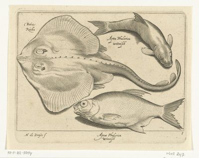 راي ، الدنيس والسمك الأبيض Libelivs varia Genera piscium complectens (عنوان السلسلة) أسماك المياه العذبة والأسماك البحرية والضفادع والقشريات والمخلوقات البحرية (عنوان السلسلة) بواسطة نيكولايس دي بروين