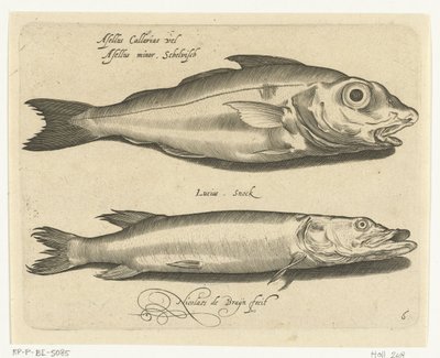 الحدوق والكراكي Libelivs varia Genera piscium complectens (عنوان السلسلة) أسماك المياه العذبة والأسماك البحرية والضفادع والقشريات والمخلوقات البحرية (عنوان السلسلة) بواسطة نيكولايس دي بروين