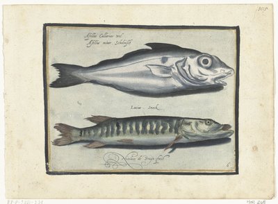 الحدوق والكراكي Libelivs varia Genera piscium complectens (عنوان السلسلة) أسماك المياه العذبة والأسماك البحرية والضفادع والقشريات والمخلوقات البحرية (عنوان السلسلة) بواسطة Assuerus van Londerseel