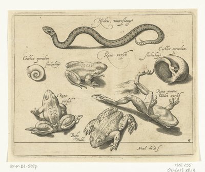 ثعبان الماء والضفادع والضفادع Libelivs varia Genera piscium complectens (عنوان السلسلة) أسماك المياه العذبة والأسماك البحرية والضفادع والقشريات والمخلوقات البحرية (عنوان السلسلة) بواسطة نيكولايس دي بروين