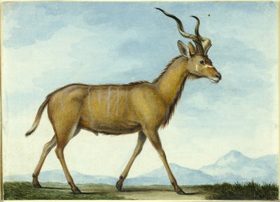 كودو بواسطة Nicolas Hüet the Younger