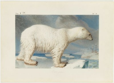 الدب القطبي ، 1796. بواسطة نيكولا ماريشال