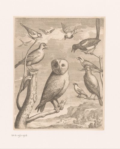 البومة والطيور الأخرى Alouco Hibou (العنوان على الكائن) طيور من حديقة حيوان فرساي (عنوان المسلسل) بواسطة مجهول (ربما)