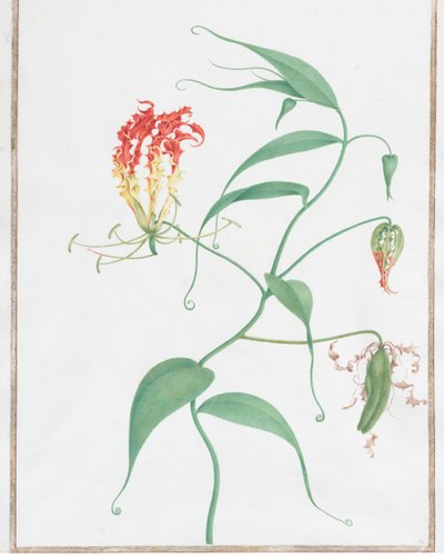 Gloriosa Superba تسلق ليلي ، كاليفورنيا. 1660. بواسطة نيكولاس روبرت