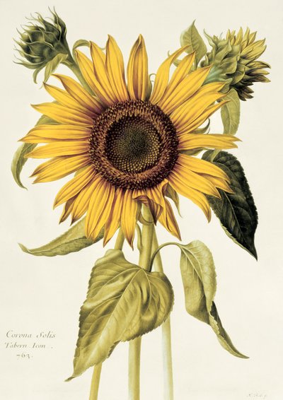Helianthus Annuus (عباد الشمس) رقم 71 من "Velins du Roi Vol.36" ، c.1666-85 (مرحاض على الرق) بواسطة نيكولاس روبرت