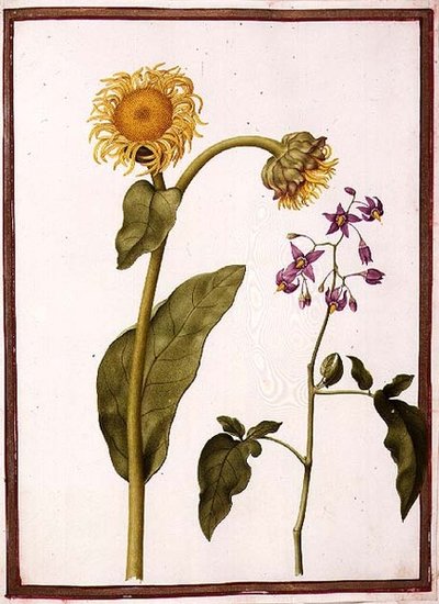 PD.109-1973.f11 (LtoR) Inula Helenium Decampanr و Solanum dulcamara (حلو ومر) (ألوان مائية على رق) بواسطة نيكولاس روبرت