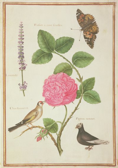 PD.109-1973.f60 Centifolia Rose ، Lavender ، Tortoiseshell Butterfly ، Goldfinch والحمام المتوج (مرحاض على الرق) بواسطة نيكولاس روبرت