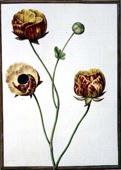 PD.109-1973.f6 Ranunculus Asiaticus (ألوان مائية على رق) بواسطة نيكولاس روبرت