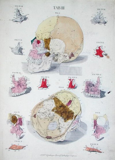 عظام الجمجمة ، من "Tabulae Osteologicae" لكريستوف جاكوب ترو (1695-1769) نقشها G.Lichtensteger بواسطة نيكولاس فريدريش (بعد) أيزنبرغر