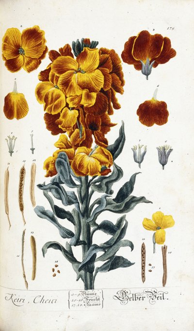 المنثور بواسطة Nikolaus Friedrich Eisenberger