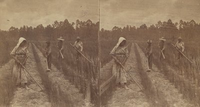 أرز العزق ، 1876-1888. بواسطة O. بيير هافينز
