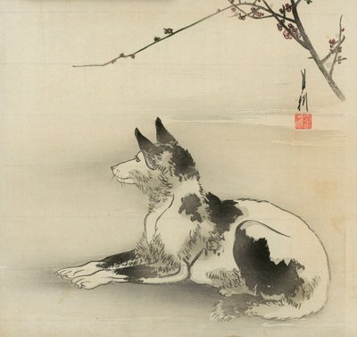 Black and white dog بواسطة أوغاتا جيكو