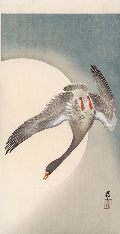 Flying white-fronted goose seen from underneath in front of the moon (colour woodblock print) بواسطة اوهارا كوسون