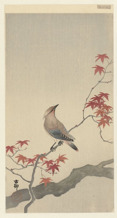 waxwing اليابانية على القيقب. بواسطة اوهارا كوسون