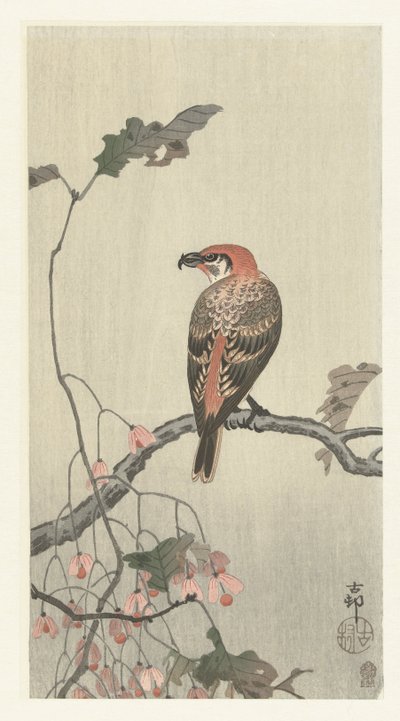 Crossbill على فرع شجرة بواسطة أكياما بويمون
