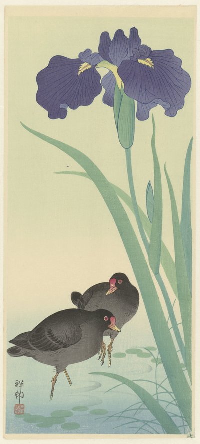 Moorhens والقزحية. بواسطة واتانابي شوزابورو