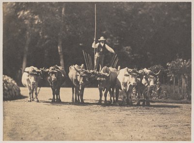 فريق Six Oxen مع سائقهم ، c. 1853. بواسطة أوليمب أغوادو